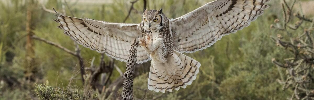 Owl spreading wings in a beautiful field