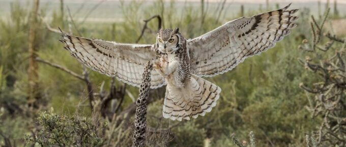 Owl spreading wings in a beautiful field
