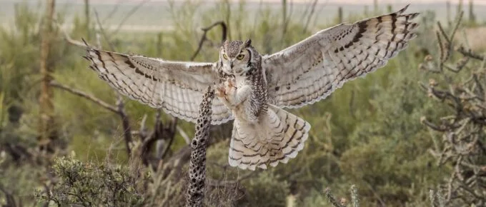 Owl spreading wings in a beautiful field