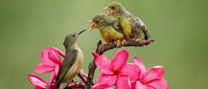 believing that you can do anything but being a parent too Virginija Meilune blog a bird parent feeding babies