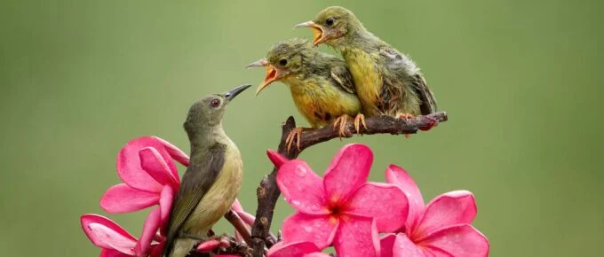 believing that you can do anything but being a parent too Virginija Meilune blog a bird parent feeding babies