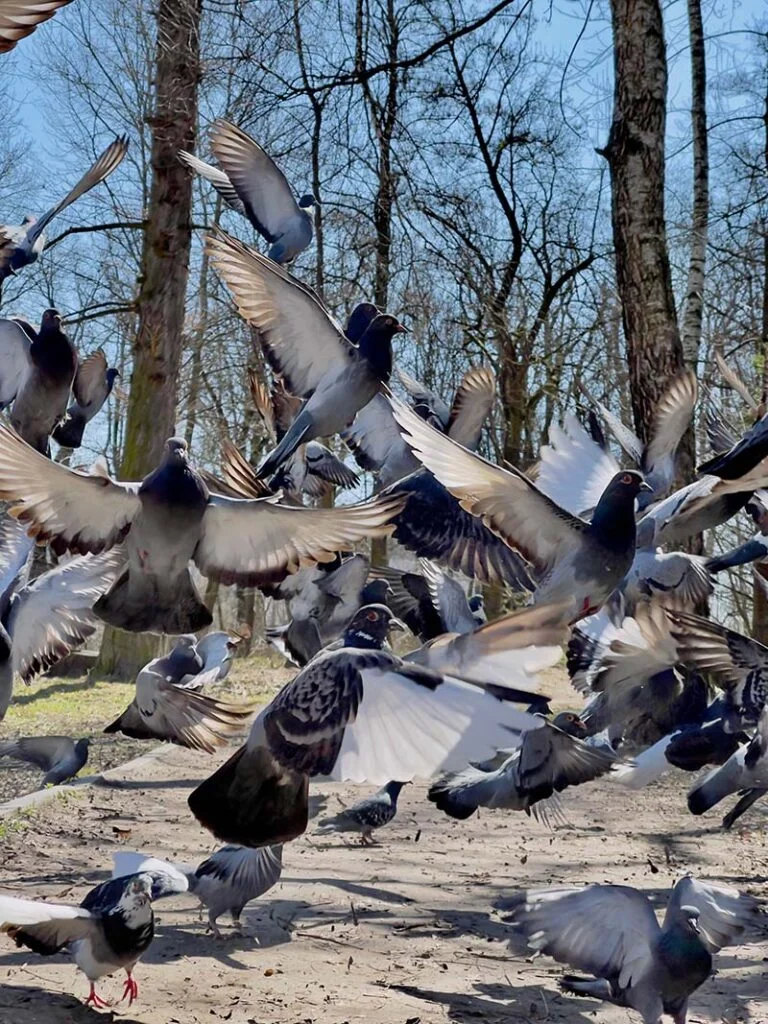 doves flying up in the street