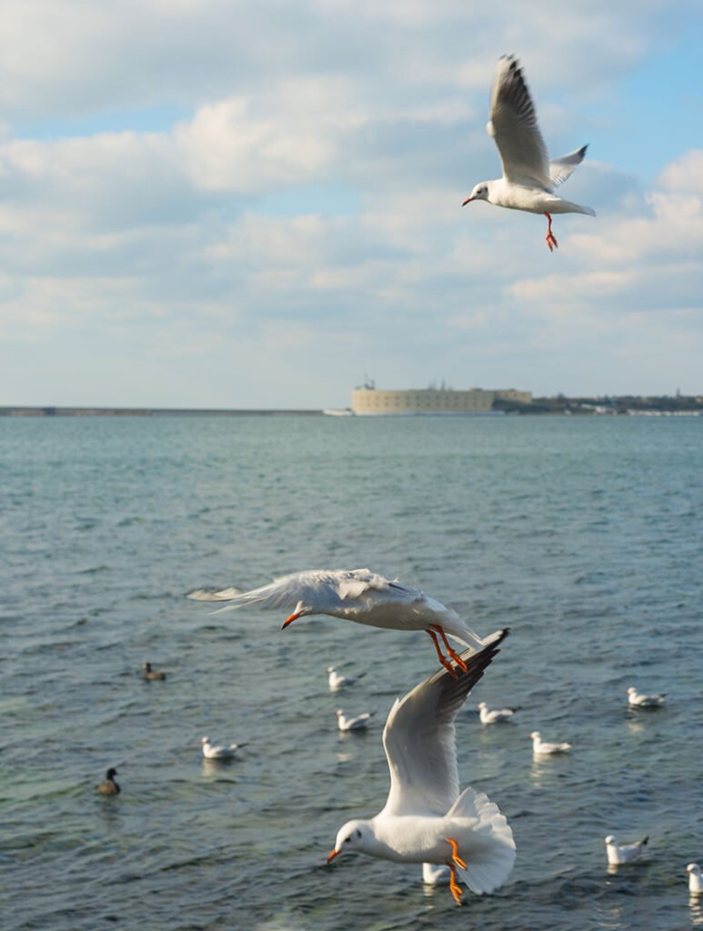 gulls in a the sea